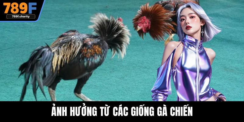 Ảnh hưởng từ các giống gà chiến