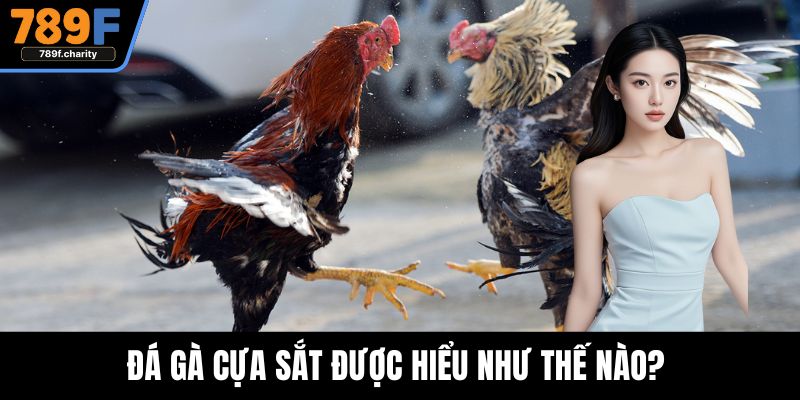 Đá gà cựa sắt được hiểu như thế nào? 