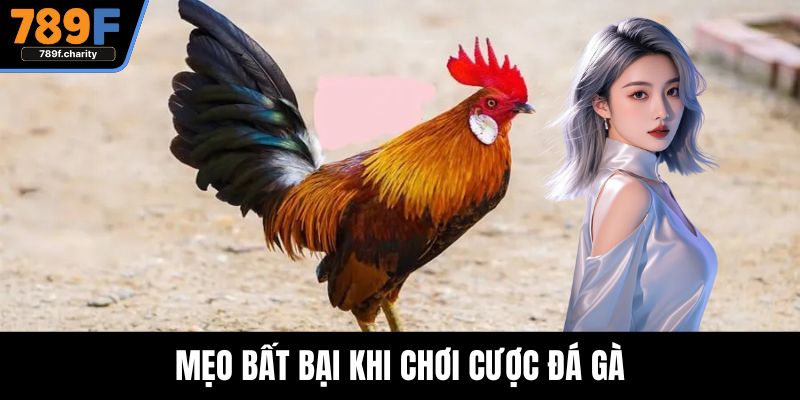 Mẹo bất bại khi chơi cược đá gà
