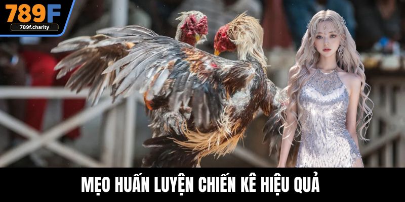 Mẹo huấn luyện chiến kê hiệu quả 